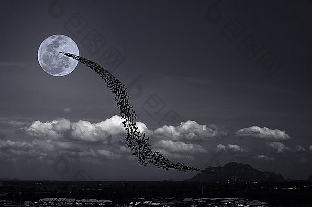 蝙蝠飞向满月