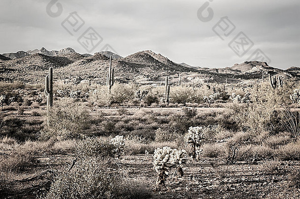 亚利桑那州迷信沙漠的一张图片展示了一片干旱荒野的崎岖细节，上面有一棵仙人掌