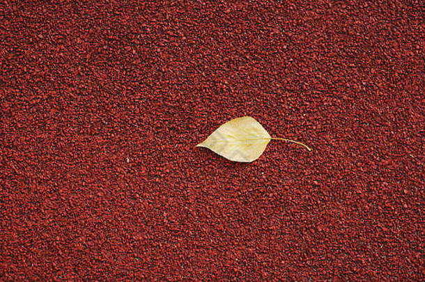孤独的下降黄色的叶明亮的红色的织构背景秋天