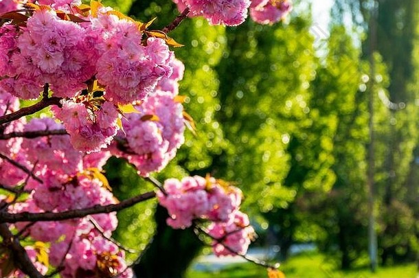 粉红色的樱桃开花背景背光阳光美丽的自然风景春天
