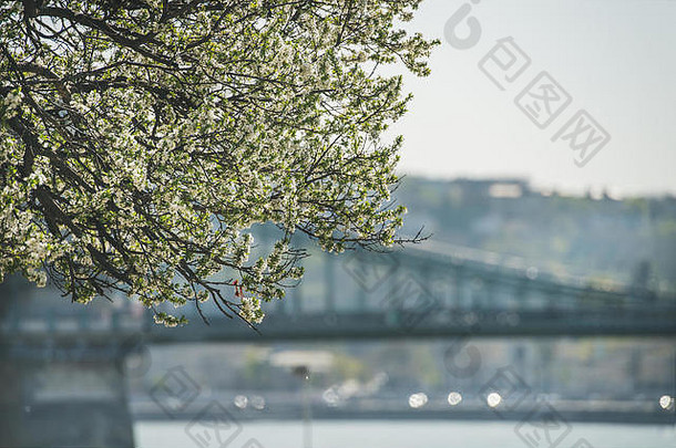 多瑙河堤岸盛开的树木，背景为<strong>桥</strong>梁