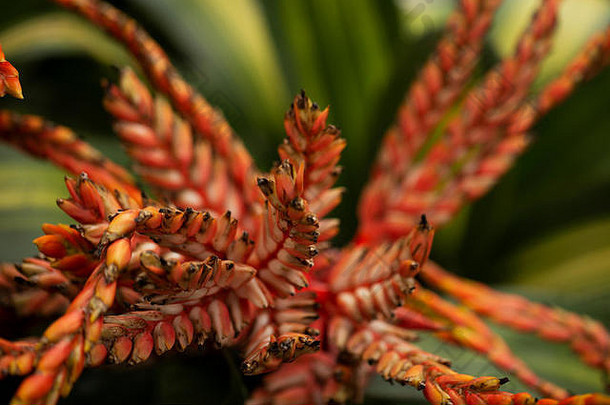 Aechmea，一种凤梨科植物，属于帕特里<strong>夏</strong>的秘密品种。