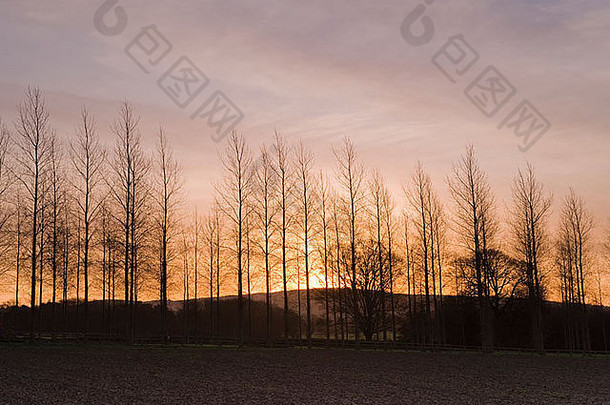 太阳汇山离开行杨树树谷的轮廓橙色粉红色的发光天空日落克雷约克郡英格兰