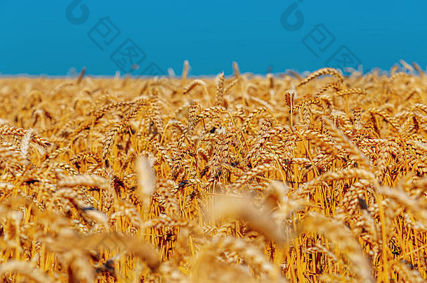 黄金耳朵小麦蓝色的天空云软焦点特写镜头农业背景
