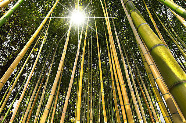 竹子森林的角度来看亚洲启发花园