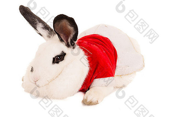 兔子圣诞节服装
