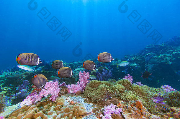 阳光照射下的珊瑚礁中有领蝴蝶鱼和软珊瑚群