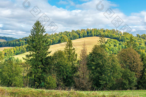 美丽的农村早期秋天树长满草的草地山阳光明媚的天气多云的天空美妙的风景喀尔巴阡山脉的山