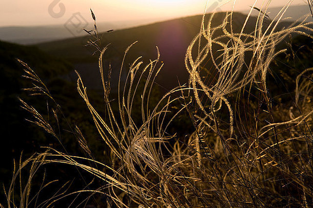 落日的余晖照亮了盛开的羽毛草。这是春天的结束或夏天的开始。