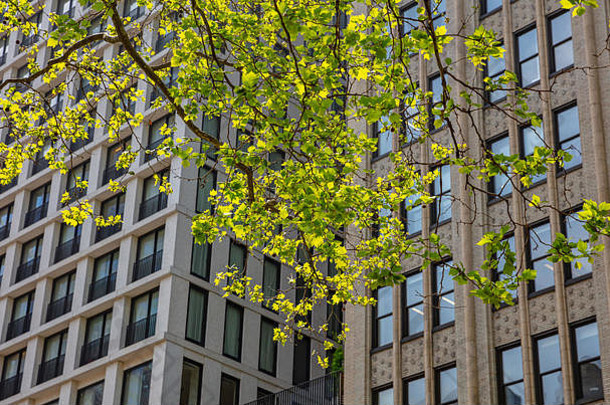 纽约，曼哈顿市中心，春天。新鲜树叶后面的摩天大楼，春天阳光明媚的日子