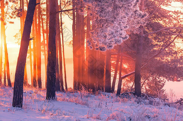 圣诞节背景美丽的冬天场景冷淡的树白霜阳光