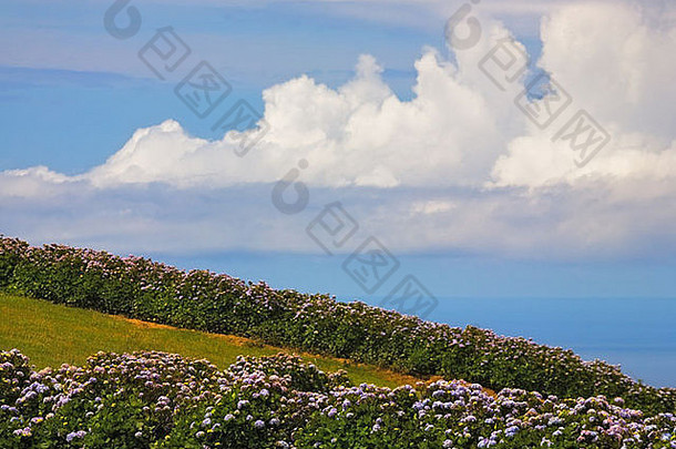 视图绣球花场蓝色的天空背景为什么米格尔岛亚速尔葡萄牙