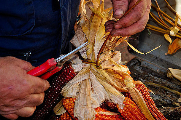 玉米穗轴玉米红色的黄色的工艺
