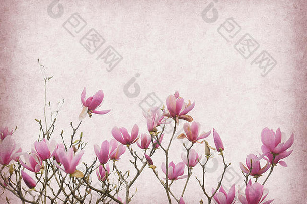 旧纸背景上的粉红色木兰花