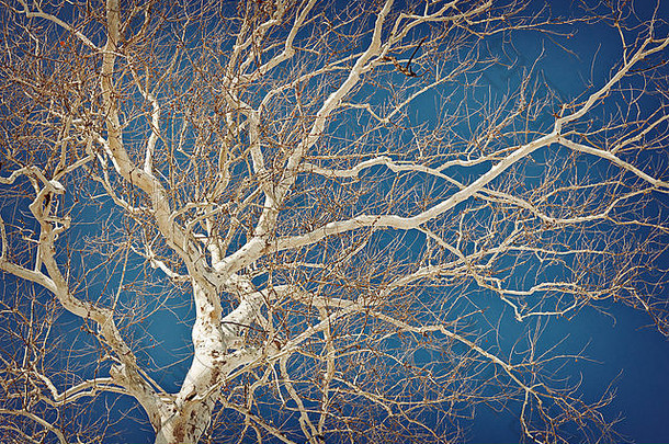 令人惊异的美国无花果树树蓝色的天空冬天自然拍摄