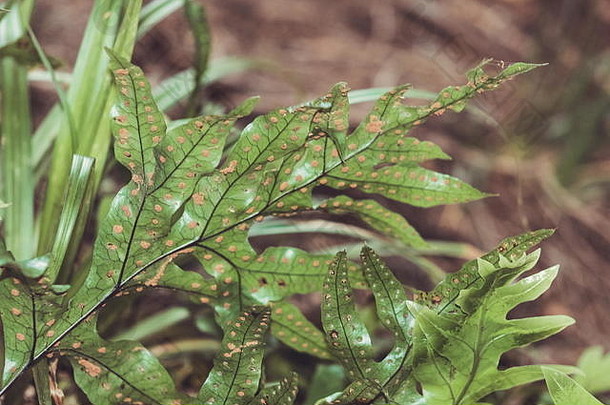 <strong>微粒体</strong>脓疱附生植物的蕨类植物本地的澳大利亚新西兰