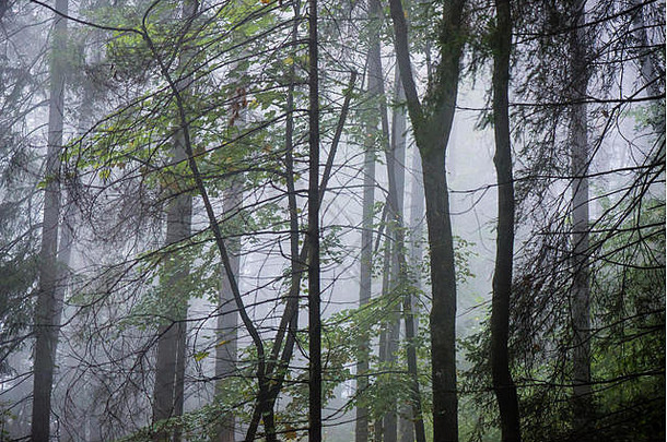 色彩斑斓的秋天树重雾湿森林雨风景优美的小道