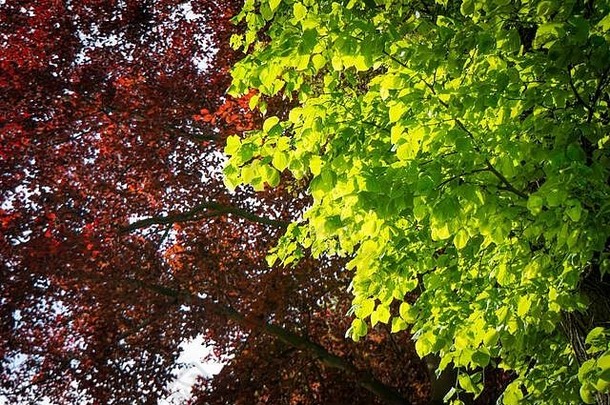阳光照在树上鲜艳的红叶和绿叶上