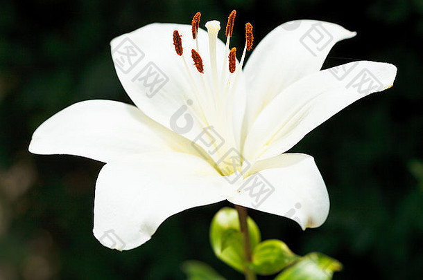 白色新鲜的花百合属植物candidum麦当娜莉莉关闭