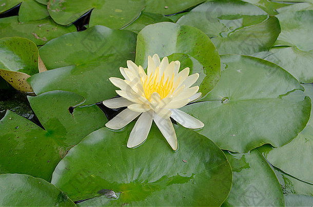 黄色的莲花美国莲花water-chinquapin双程莲属lutea游荡省泰国