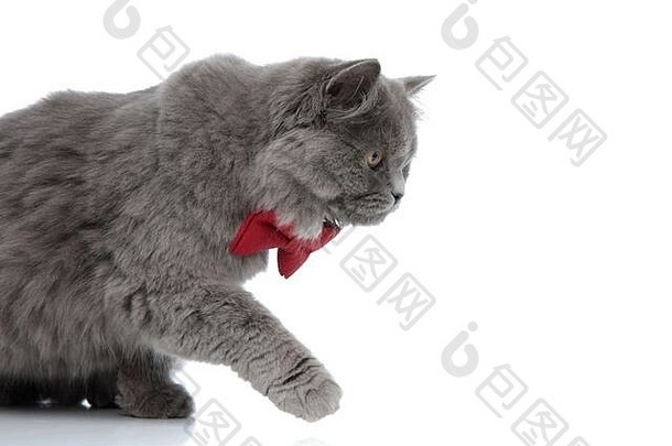 一只可爱的<strong>英国</strong>长毛猫的侧视图，戴着红结，一只爪子在白色的工作室背景下抬起，准备攻击