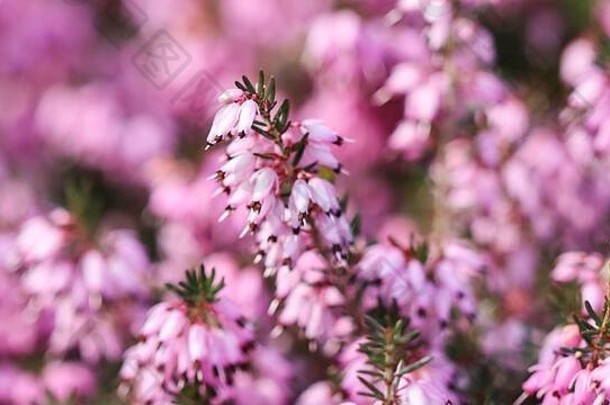 早春，花园里开着粉红色的艾丽卡·卡内亚花（冬季石南花）。植物背景，植物学概念