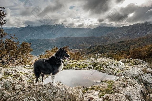 一只黑白边境牧羊犬站在科西嘉山脉的岩石上