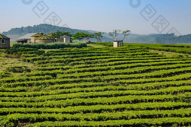 茶种植园乌干达
