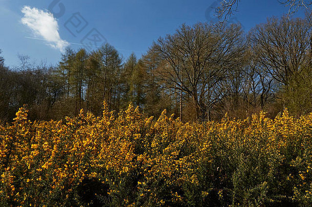 英国萨里，英国，英国，欧洲，<strong>英国风景</strong>和春天阳光中的黄色金雀花