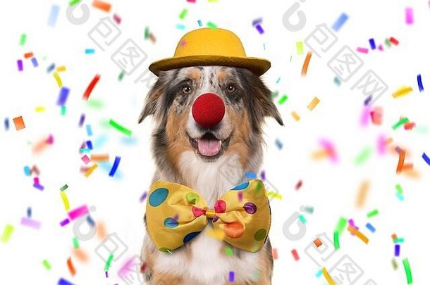 澳大利亚牧羊犬微笑着打扮成小丑，白色背景上点缀着五彩纸屑