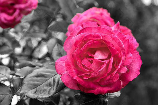 粉红色的玫瑰recoloured黑色的白色背景