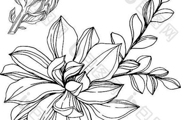 热带植物的肉质花。黑白雕刻水墨艺术。分离多汁植物。