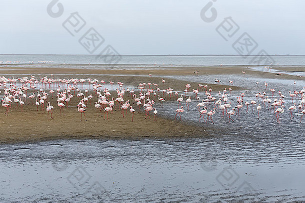 纳米比亚沃尔维斯湾巨大的玫瑰色火烈鸟群落，多云，真正的野生动物