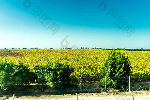 西班牙科尔多瓦欧洲风景优美的视图油料油菜花场天空