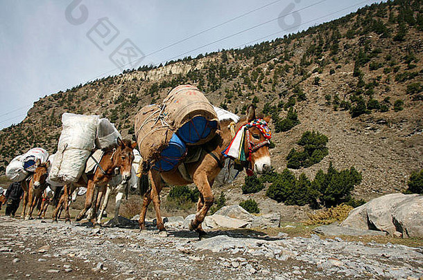 运载重物的驴子安纳普纳尼泊尔