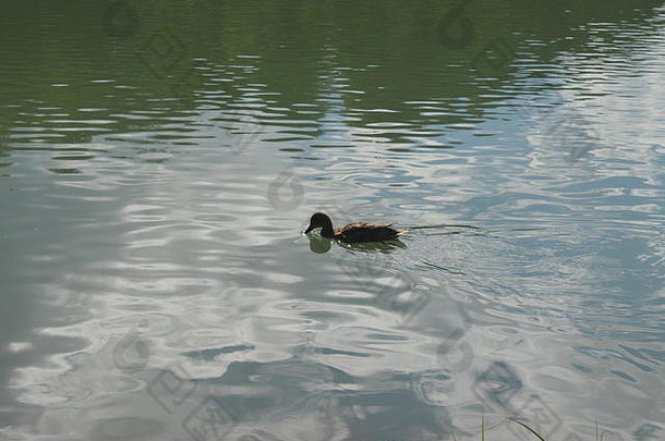 湖边的野鸭