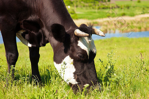 黑色的牛吃草草地阳光明媚的一天