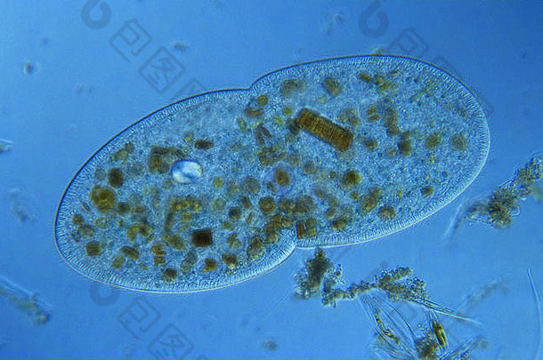 分为两部分<strong>细胞</strong>部门ciliata原生动物视显微镜