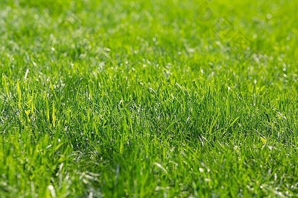 天然亮绿色的草。草坪后院纹理背景
