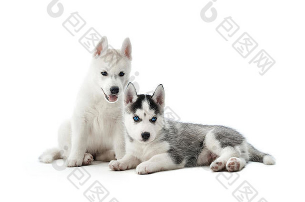 西伯利亚哈士奇狗的两只可爱的小狗。