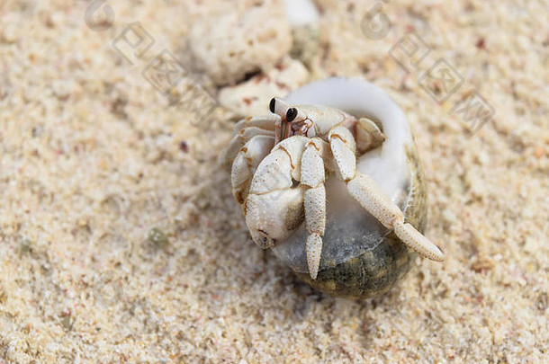 马埃岛塞舌尔海滩上的寄居蟹特写照片