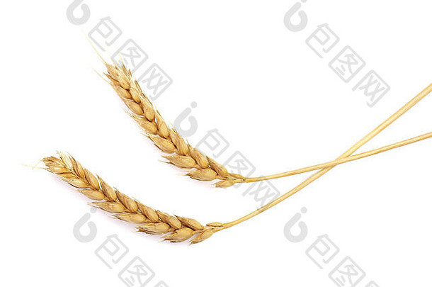 耳朵小麦孤立的白色背景前视图