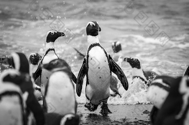 南非开普敦海滩上的企鹅