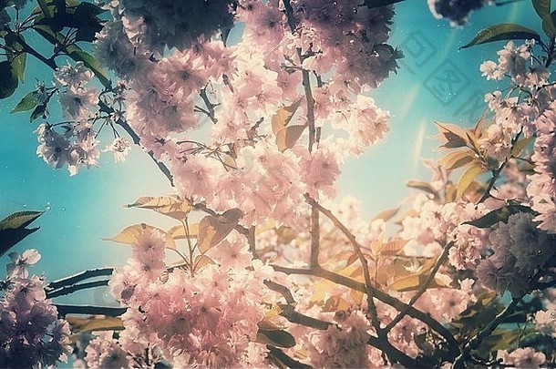 春天樱花盛开，充满怀旧气息