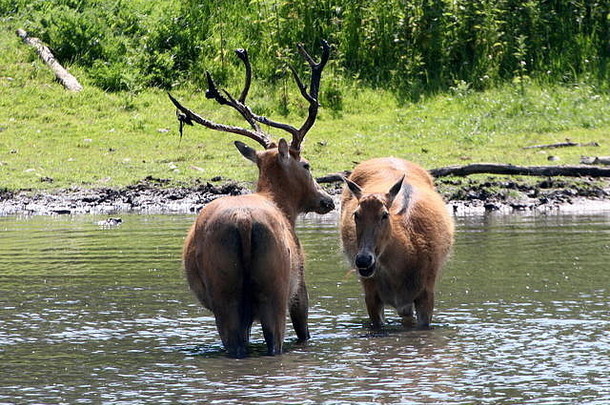 发情季节，Père Did的鹿牡鹿（Elaphurus didianus）与一头母鹿一起生活在水中。