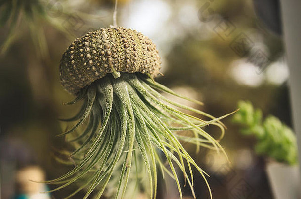 附生植物（Tillandsia）：一种空气植物，从悬挂在一根线上的镂空贝壳中生长而成