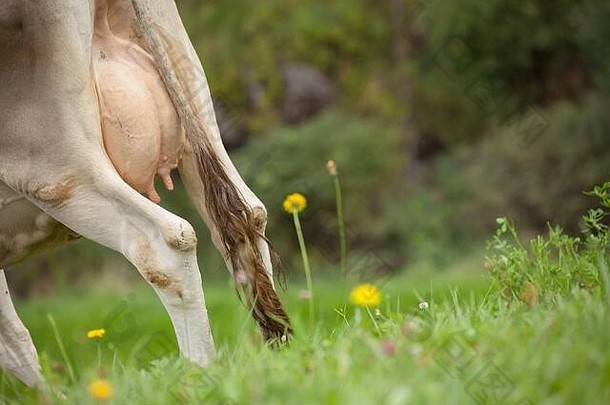白云石地区绿色牧场上的一头棕色阿尔卑斯牛