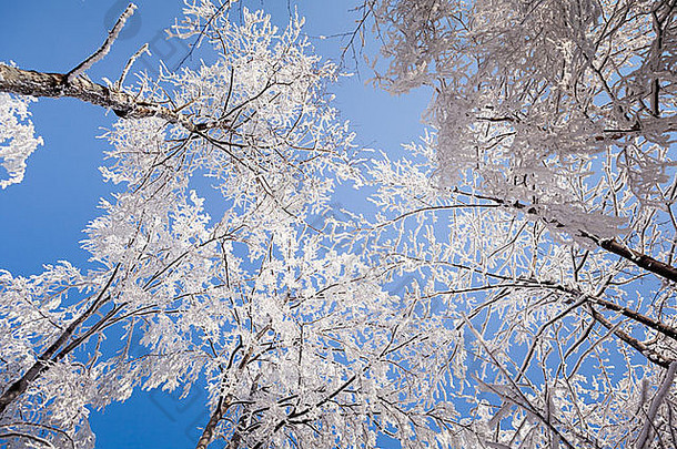 结了霜、被雪覆盖的树。背景是蔚蓝无云的天空。冬天
