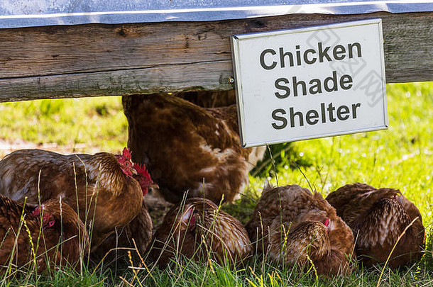在兰开夏郡的一个农场附近，一群小鸡躲在一个荫蔽处躲避夏日的炎热阳光。