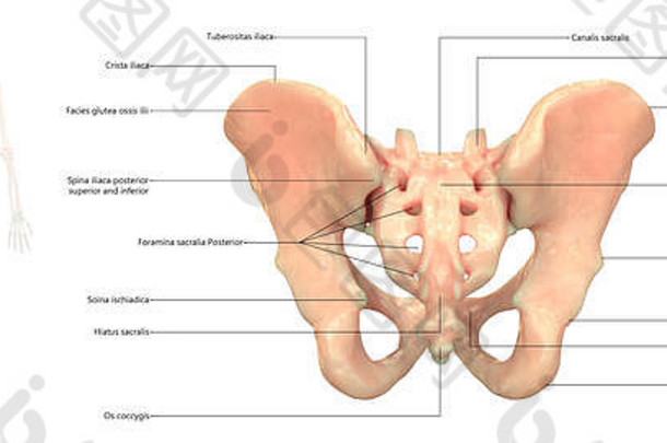人类骨架系统解剖学后视图